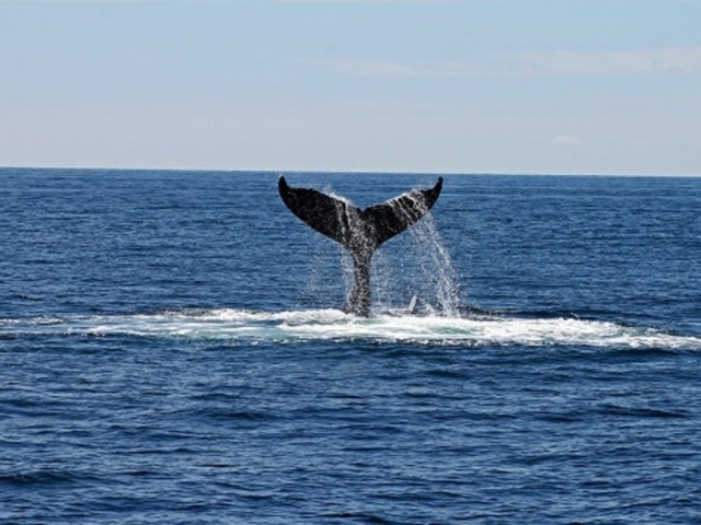 whale tail as it dives into the ocean