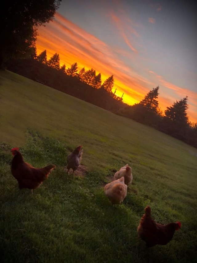 Sunset Hens