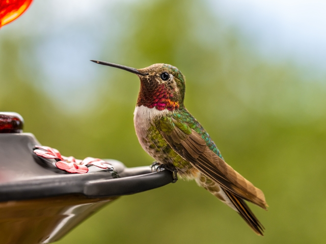 hummingbird