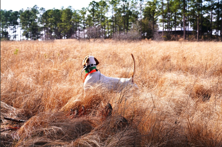 Half-Day Quail Hunt at Stony Creek