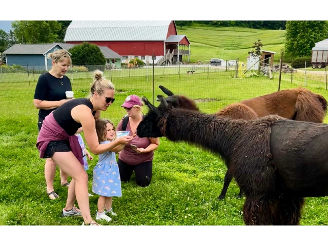 Hand-feeding llamas