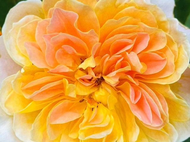 We grow our own roses here, right on our little patch of Finger Lakes soil