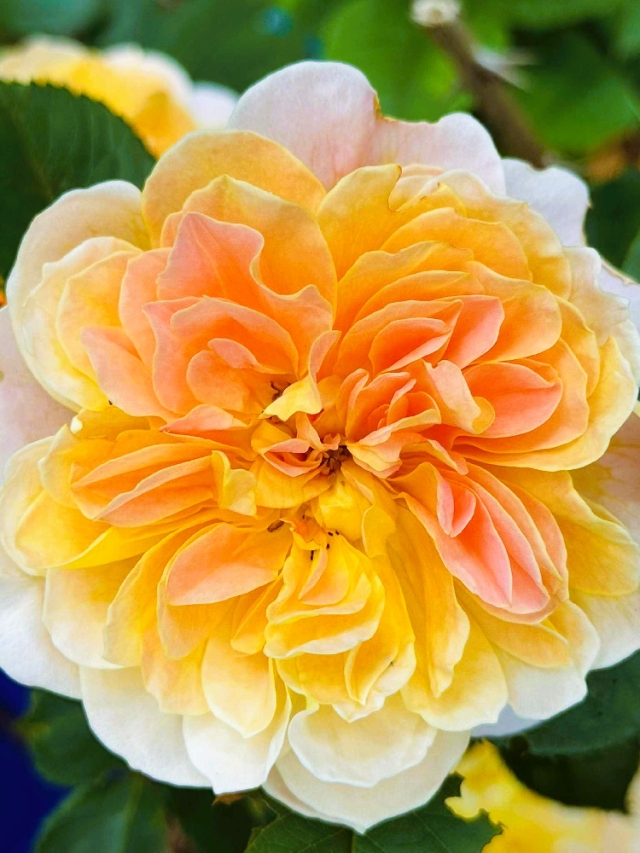 We grow our own roses here, right on our little patch of Finger Lakes soil