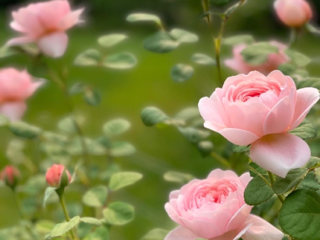 Our roses grow right here at Hutton Farm, their blooms tucked throughout the B&B like little love notes