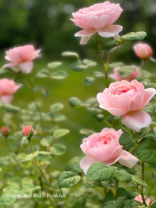 Our roses grow right here at Hutton Farm, their blooms tucked throughout the B&B like little love notes