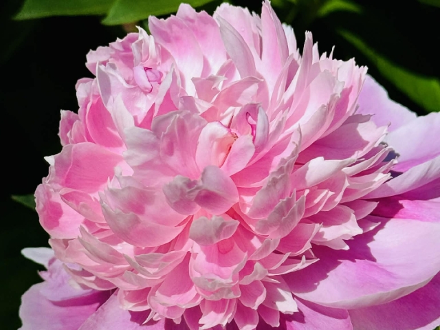 A real peony, grown right here and every bit as tender as the memories it carries.