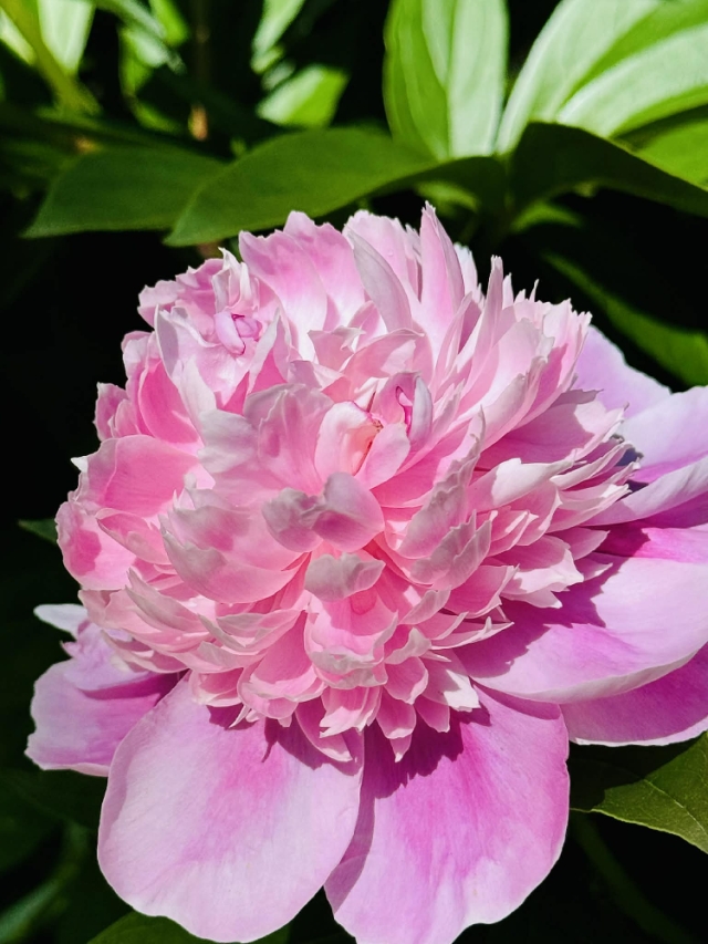A real peony, grown right here and every bit as tender as the memories it carries.