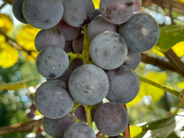 Our Concord grapes have grown here for well over a century, tended without a single chemical in their lifetime