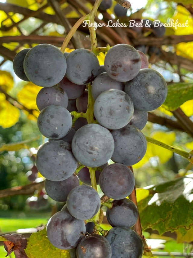 Our Concord grapes have grown here for well over a century, tended without a single chemical in their lifetime