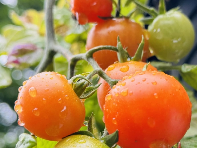 Our fresh tomatoes, picked straight from the vine and carried right into your breakfast.