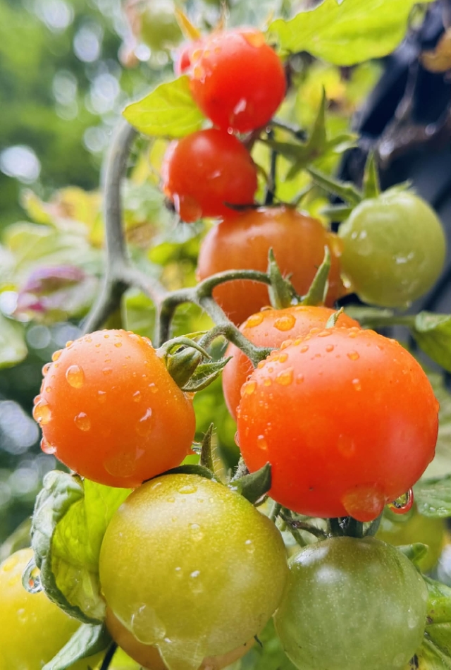 Our fresh tomatoes, picked straight from the vine and carried right into your breakfast.