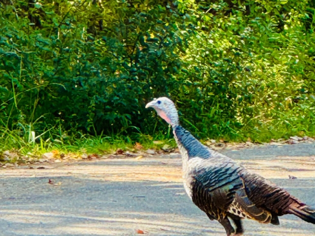 Wildlife is part of daily life here—turkeys included.