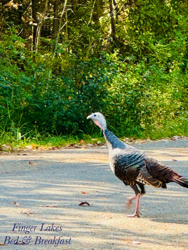 Wildlife is part of daily life here—turkeys included.