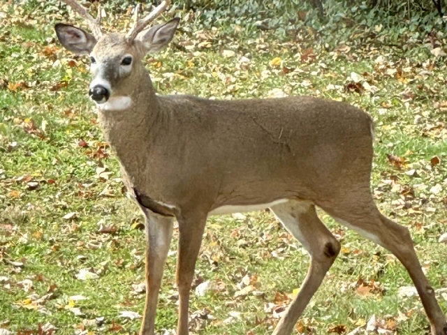 And this big guy returns every season, one of the many wild neighbors who treat our land like home