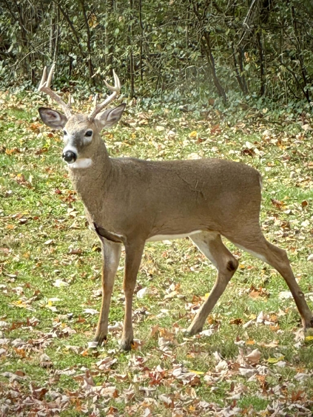 And this big guy returns every season, one of the many wild neighbors who treat our land like home