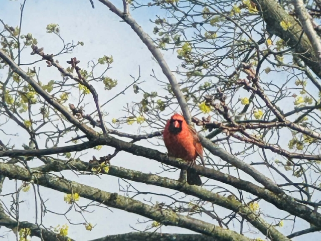 A cardinal—proof that some things don’t need an introduction to be adored.