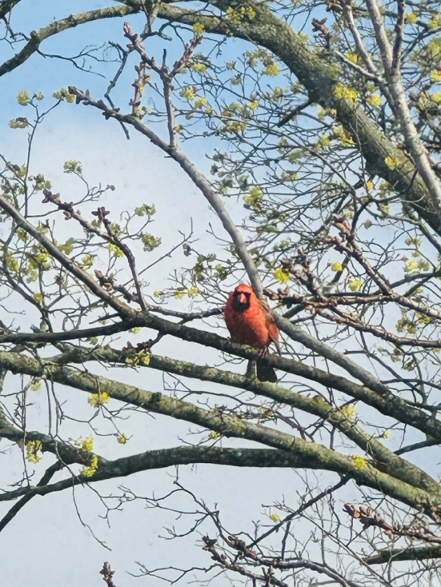 A cardinal—proof that some things don’t need an introduction to be adored.