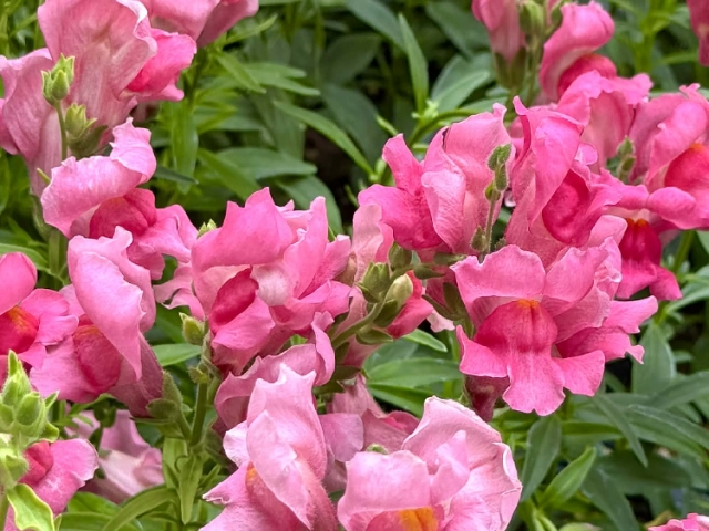 Snapdragons—little bursts of color that refuse to be anything but bold
