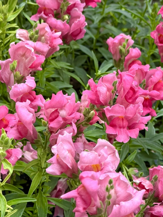 Snapdragons—little bursts of color that refuse to be anything but bold