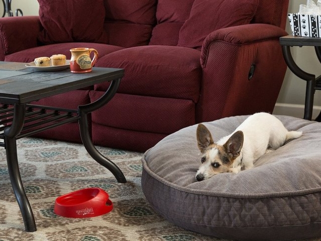 Dog Friendly Rooms