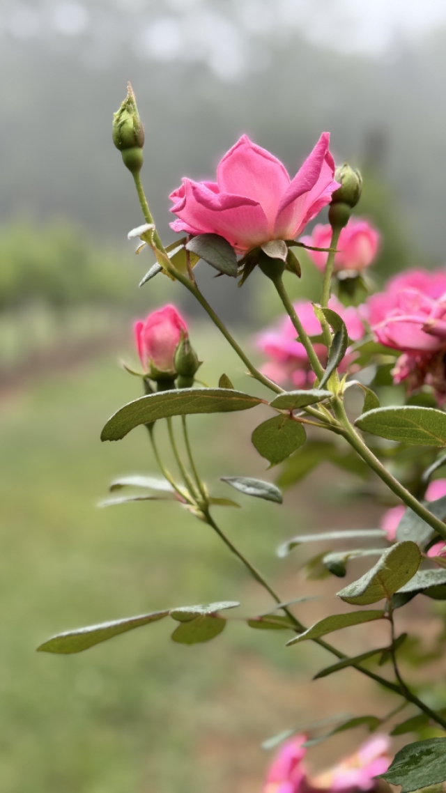 Blooming roses in vineyard