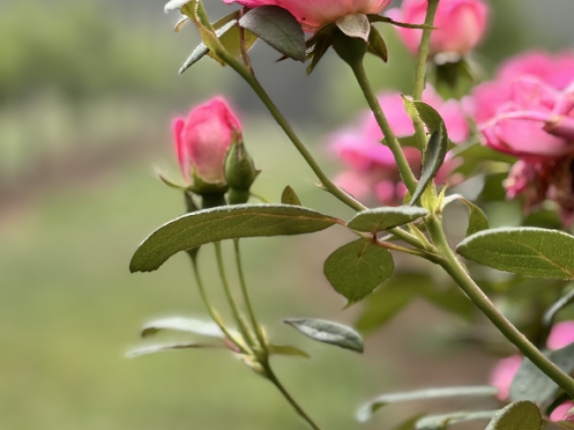 Blooming roses in vineyard