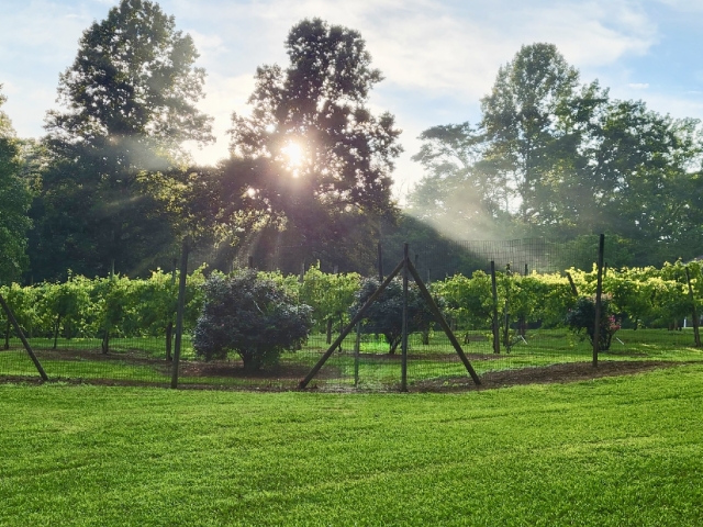Vineyard