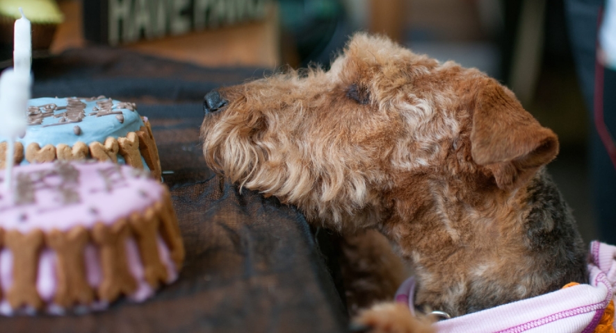 A Pawsome Party Package