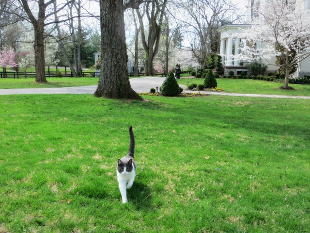 Summer Cat in the right front side of A Storybook Inn